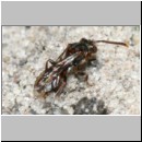 Nomada sheppardana s.str. - Wespenbiene w01b 4mm TerrasseFugen det.jpg